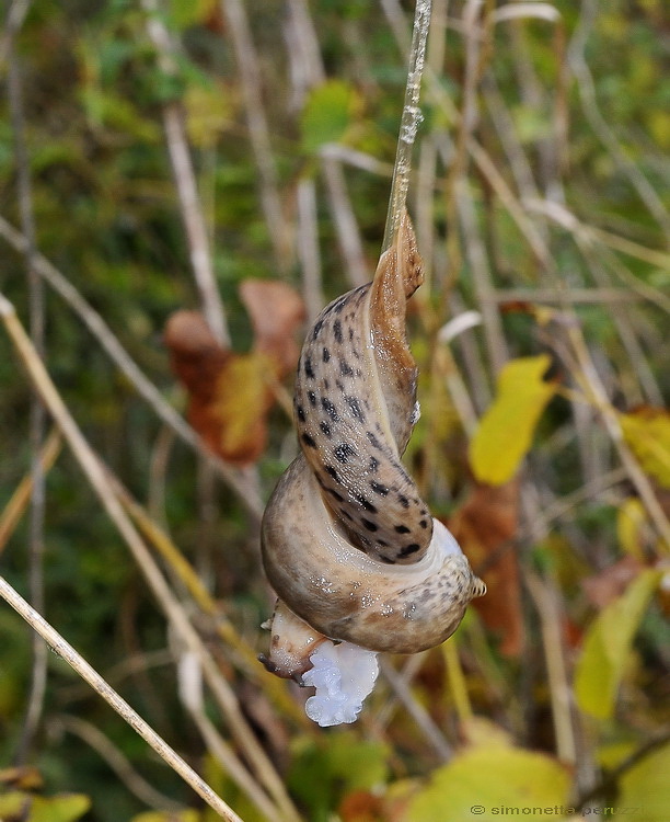 Accoppiamento di Limax maximus in terra pisana